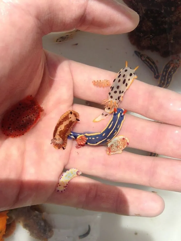 Pequeñas babosas de mar