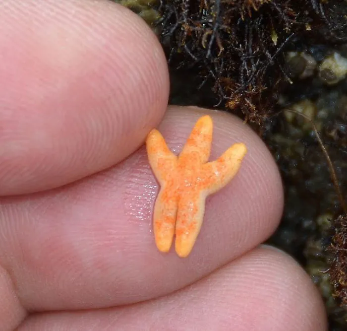 This Baby Starfish
