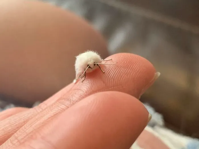Suave y pequeña polilla