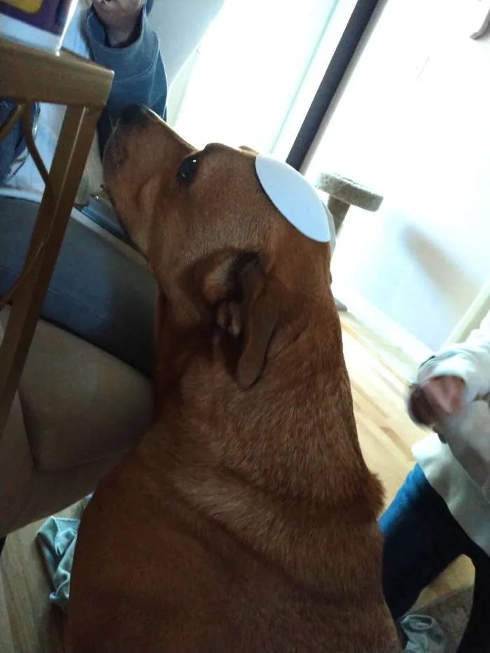 Sometimes My Daughter's Pad Falls Out Of Her Bra In The Laundry. Sometimes I Use It To Make My Dog Look Jewish