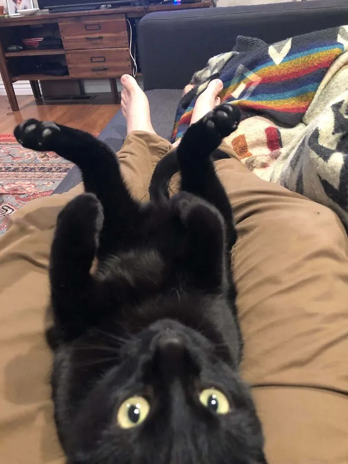 We Adopted This Cute Boy And For The Past Couple Weeks He Has Been Super Shy. Today For The First Time He Plopped In My Lap An Did This