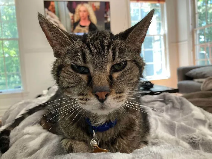 I Adopted This Cat When He Was 18, Thinking We Would Have A Few Months To Give Him A Good Retirement. He’s Going Strong At 20.