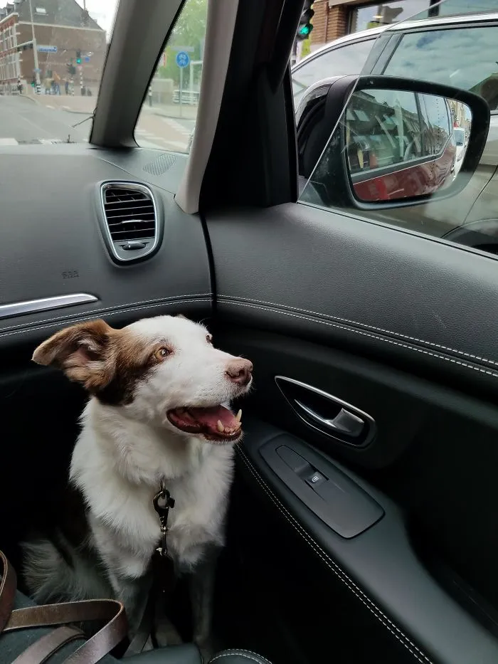 I Adopted Her When I Was 15 And Living In California. We Loved Traveling Together, Even Living In A Campervan. Now I'm 25 And She's 11, And We're Still Adventuring. Now Living In Europe. People Say, "It's Awesome That You Brought Your Dog When You Moved!"...but Not Bringing Her Was Never An Option.