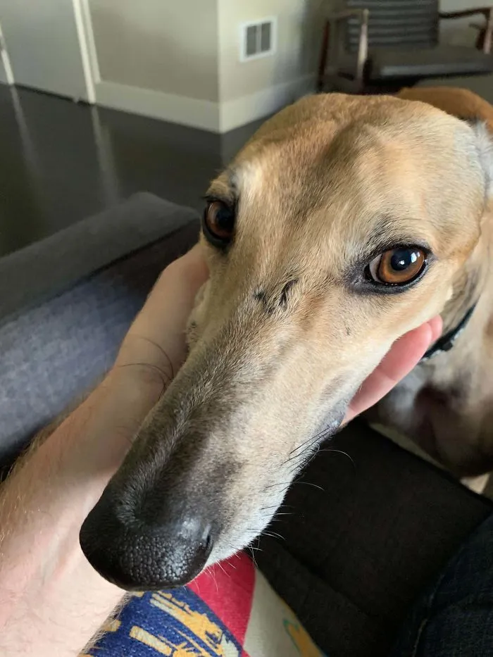 Este es Max, solía ser un galgo de carreras