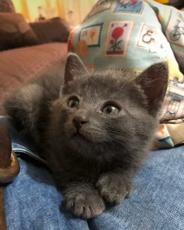 Por fin he podido adoptar a un gato, este es Apolo