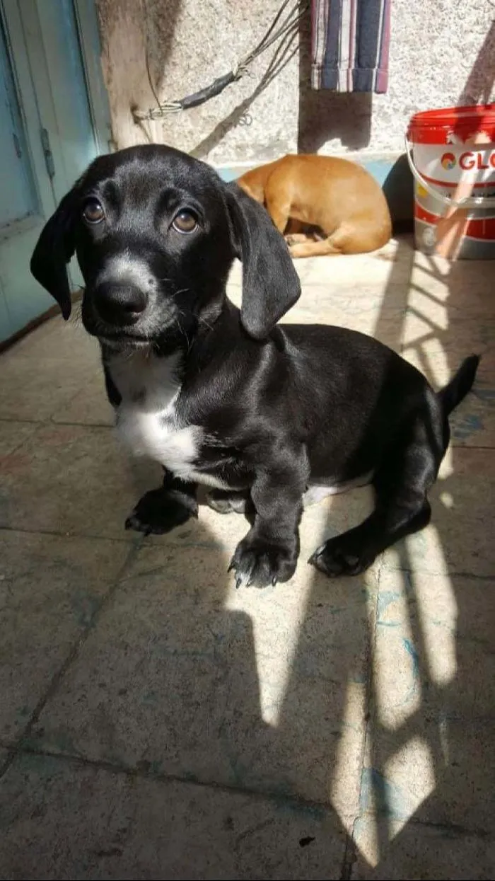 Mi amigo veterinario me preguntó si lo quería adoptar, y aquí estamos