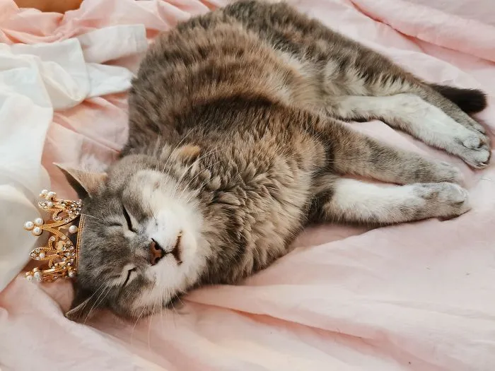 Este es Oakie, ya tiene 20 años y está genial