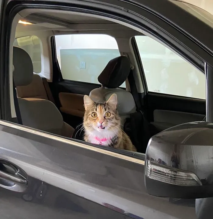 Le sorprende estar dentro de un coche