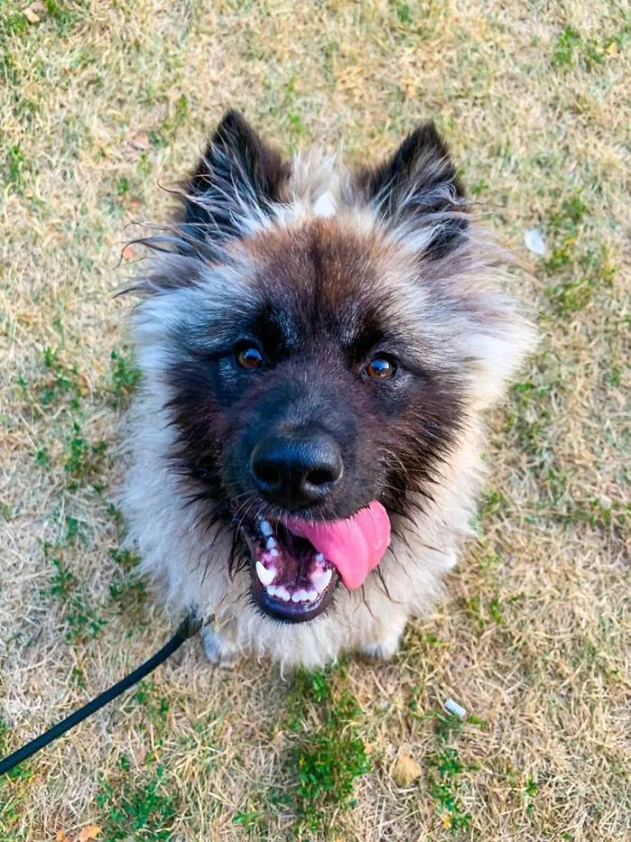 Su primera visita al parque para perros