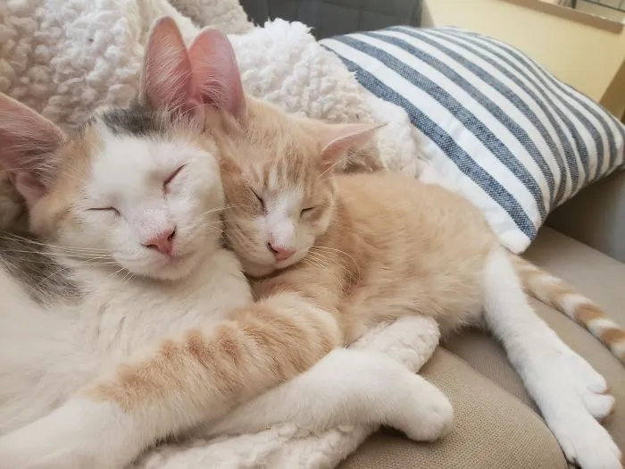 The Local Shelter Only Lets You Adopt Kittens In Pairs. I'm Starting To See Why
