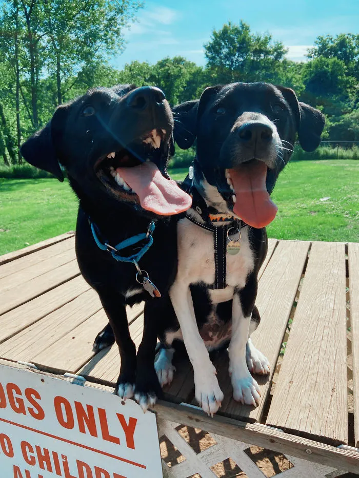 After Rescuing A Puppy From Across The Country, We Found Out That One Of His Brothers Also Got Adopted Near Us. We Set Up A Play Date For The Two, Here's A Picture Of Them Together.