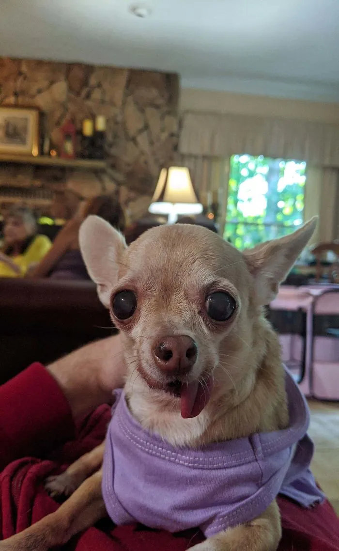 Mi abuela ha adoptado a este pequeño de 14 años al que le gusta aullar