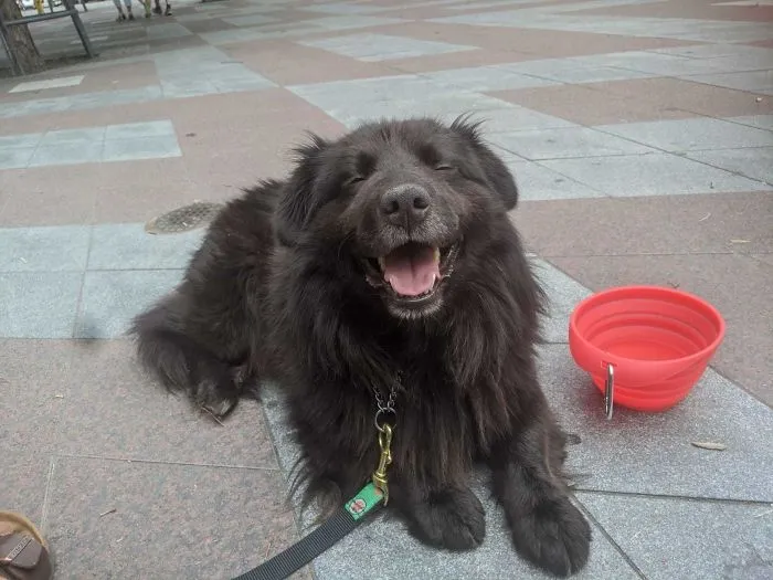 This Is Bear. We Adopted Him On Saturday. This Photo, Taken Yesterday By My 4 Year Old Nephew, Was The First Time He Was Willing To Look At The Camera.