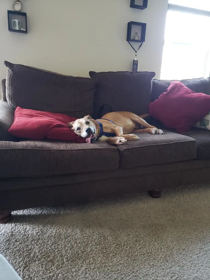 Hemos adoptado a este perro anciano de un amigo al que no le dejaban subir al sofa
