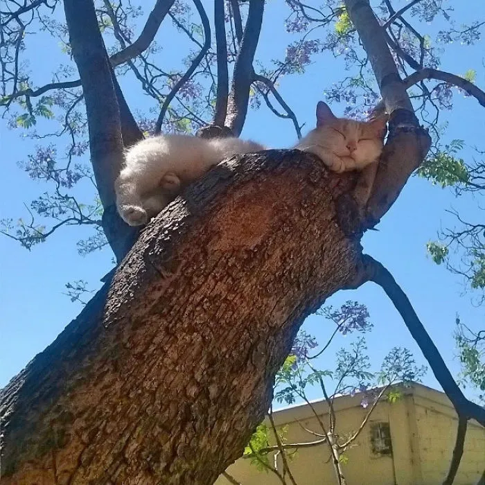 30 Cats Showing Off Their Skills At The Difficult Art Of Sleeping In Trees