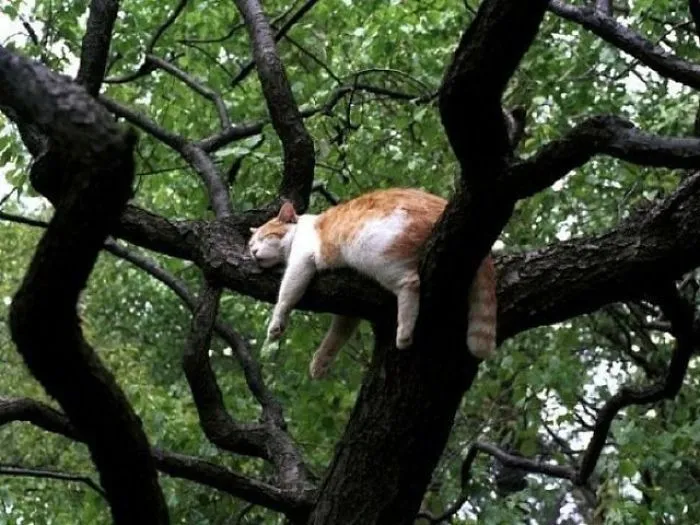 30 Cats Showing Off Their Skills At The Difficult Art Of Sleeping In Trees