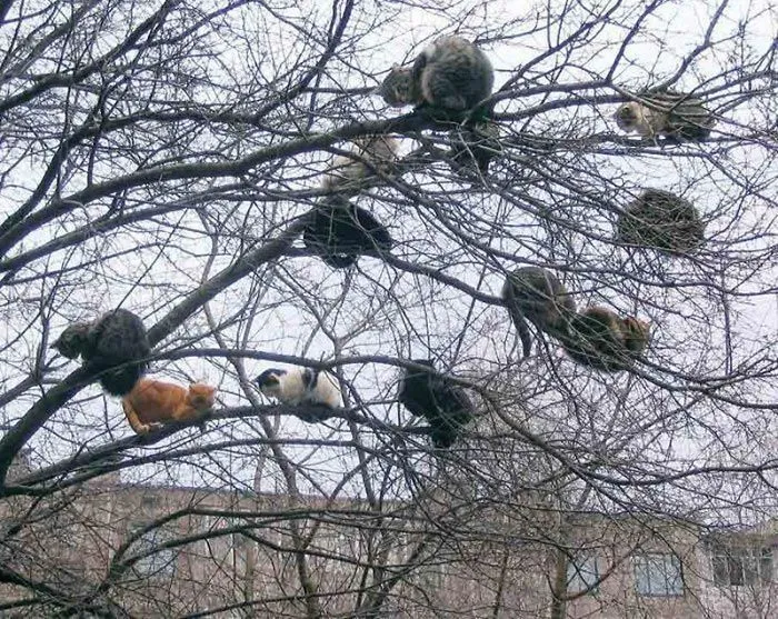 30 Cats Showing Off Their Skills At The Difficult Art Of Sleeping In Trees