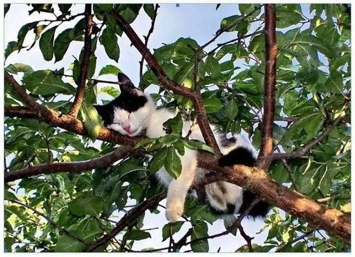 30 Cats Showing Off Their Skills At The Difficult Art Of Sleeping In Trees