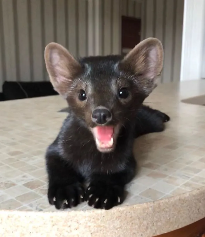 Buddy The Sable Is A Smiley Pet That Was Rescued From A Fur Farm (Sable Is A Close Relative Of Pine Marten)