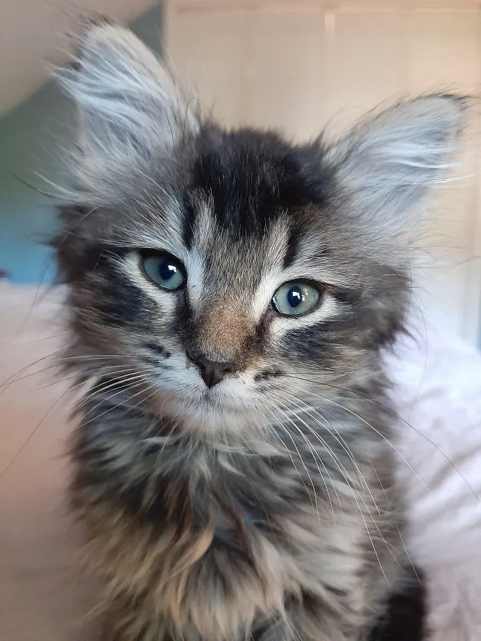 Este es Ashby, tiene 7 semanas