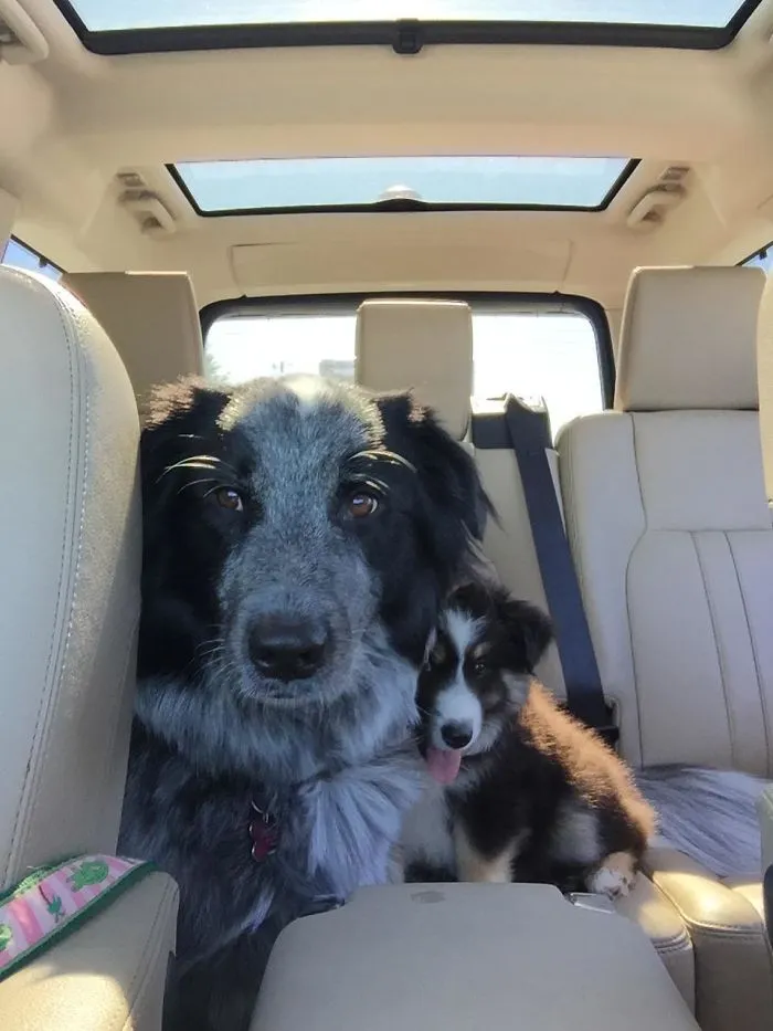 Adoptamos a Zelda, y pasó varias semanas pensando que Chloe era su madre