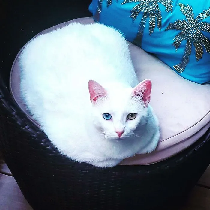 Lo adoptamos un día antes de que lo sacrificaran porque tenía "mucha ansiedad". Resulta que solo eran gases por la comida mala