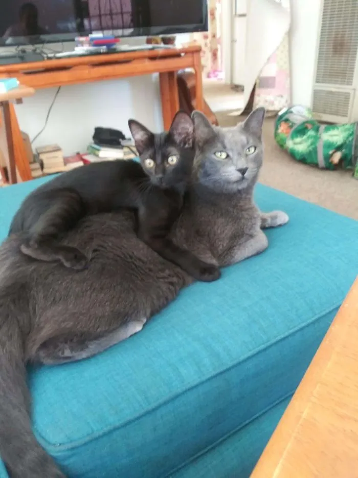 Me preocupaba la reacción de mi gato al adoptar a otro. Todo va bien