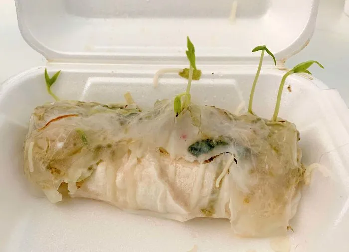 Dejé un rollito en mi mesa 4 días y los brotes de judías están creciendo