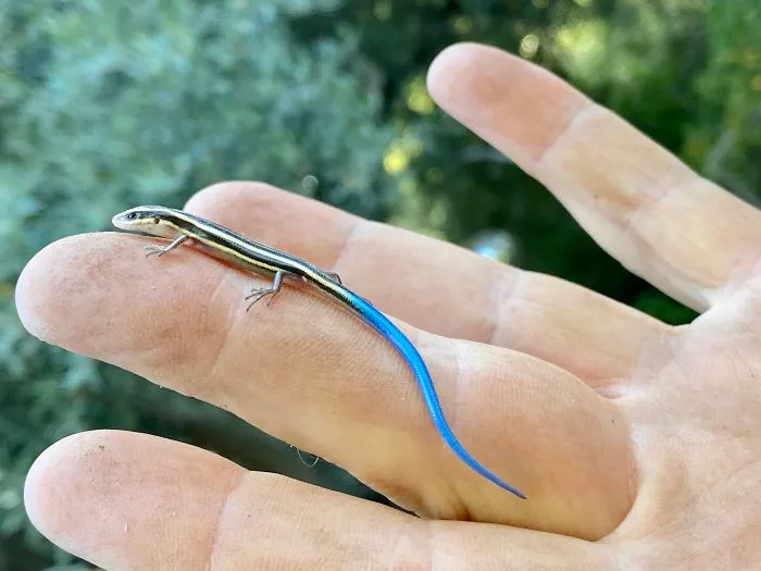 Esta es la mini lagartija de cola azul que encontré debajo de mi caja de herramientas 