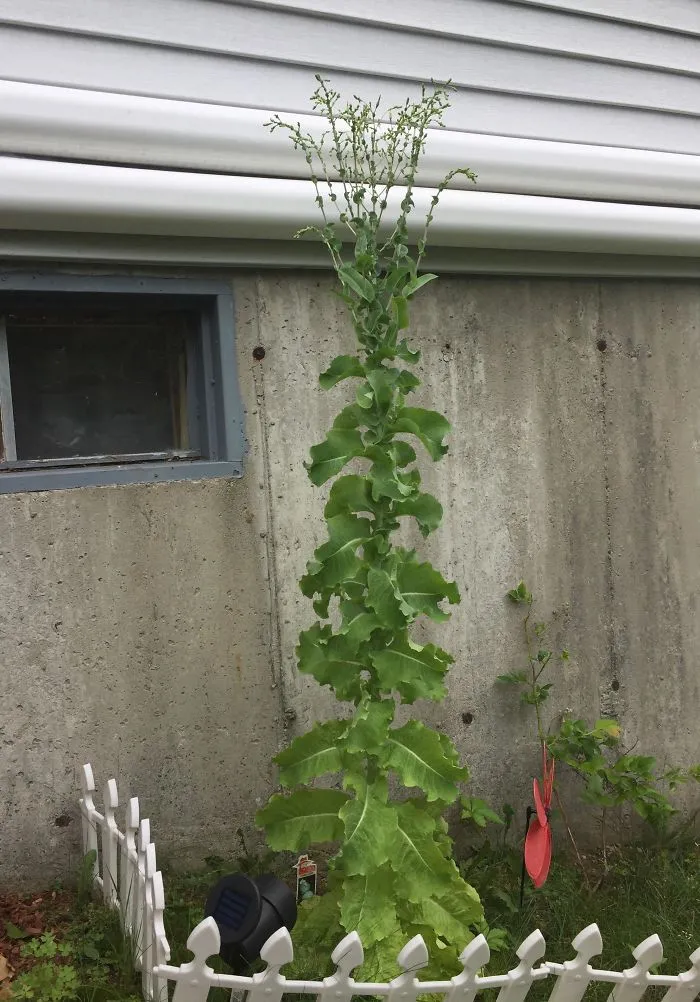 This Is What Happens When You Don't Pick A Head Of Lettuce