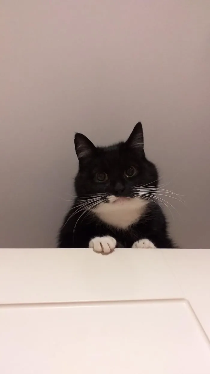 Le dije que se bajara de ahí y puso esta cara