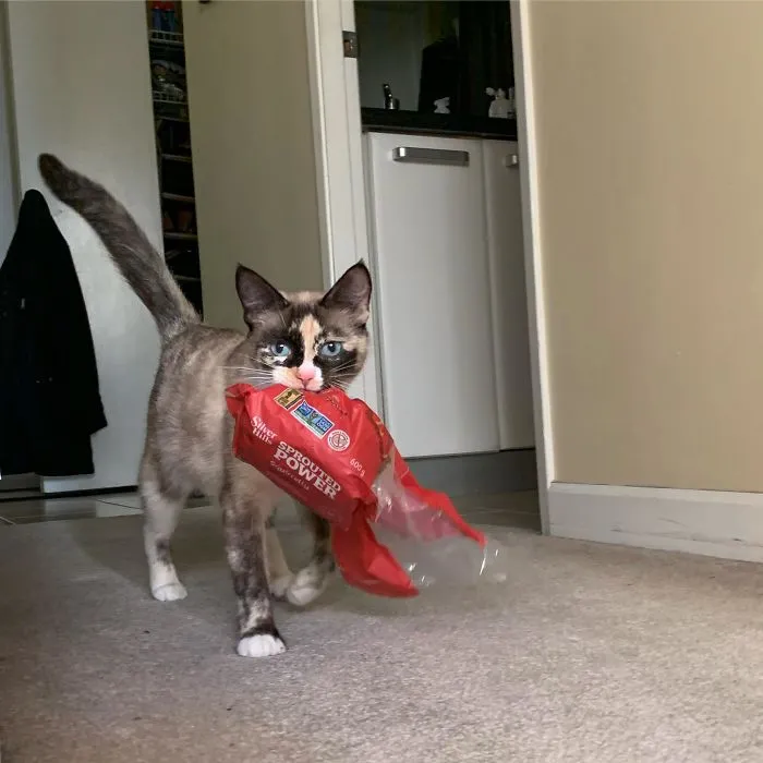 Hay gatos que cazan ratones y te los traen. El mío trae el pan