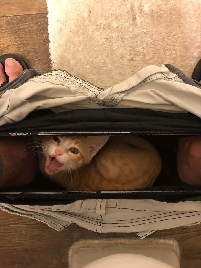 El peligroso gato de los calzoncillos