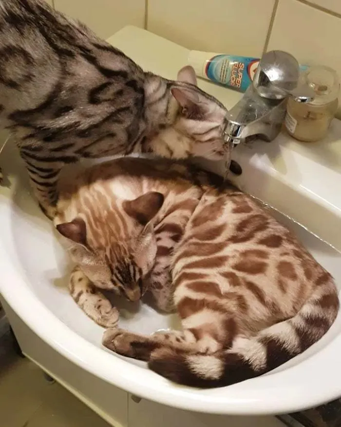 Es muy vago para levantarse, así que ha atascado el lavabo y creado un estanquito
