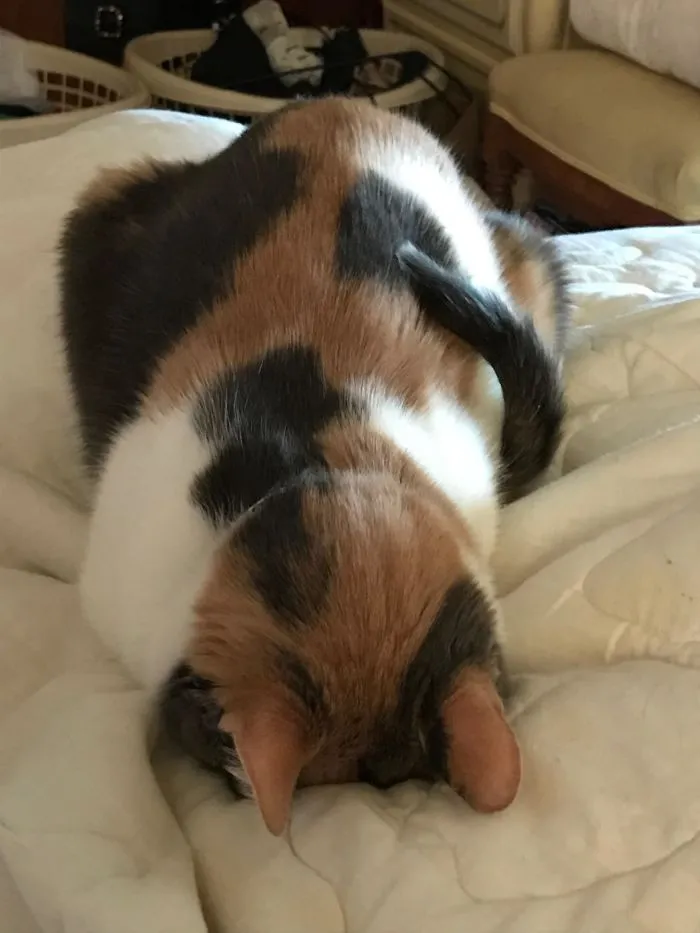 La 1ª foto del nuevo gato