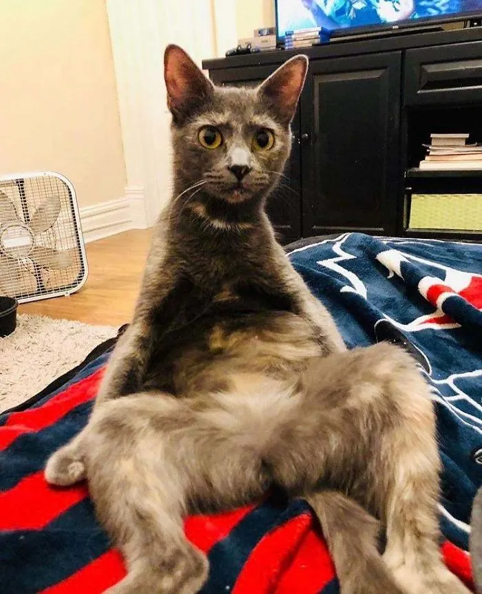 Quería un gato y tengo a este extraño ser