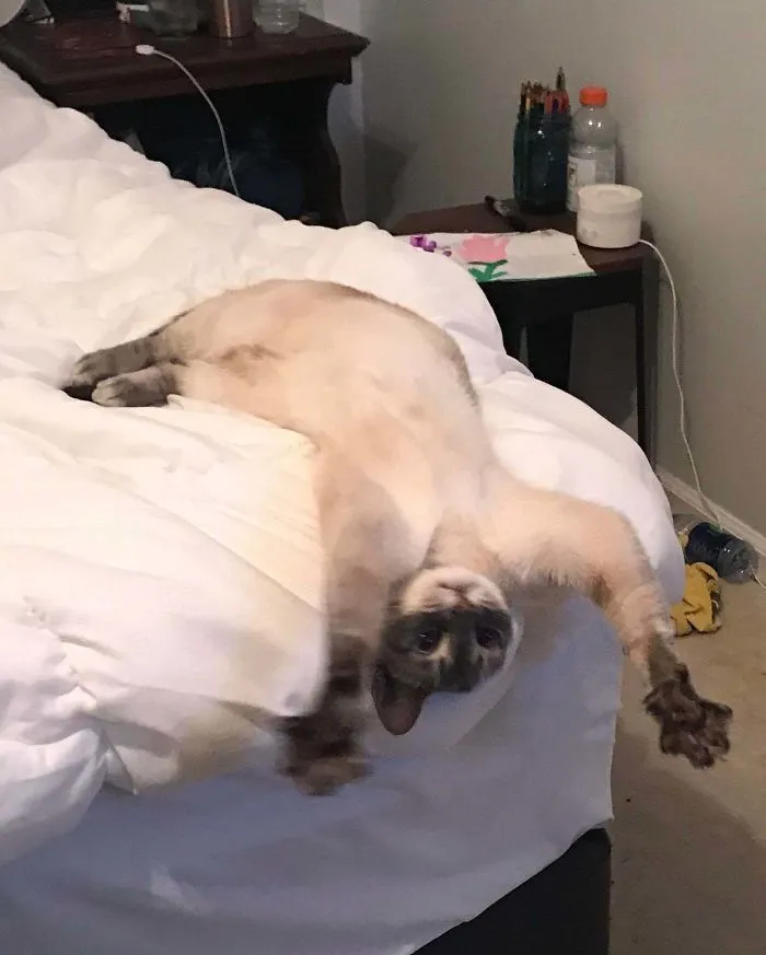 Su reacción al verme llegar a casa