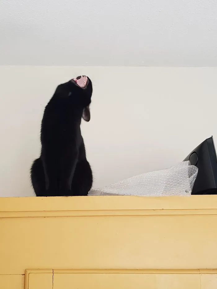 Katsu el dramático llamando a su humano