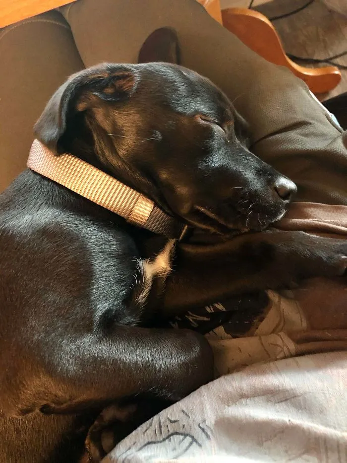 Se llama Digit, lo adopté esta mañana