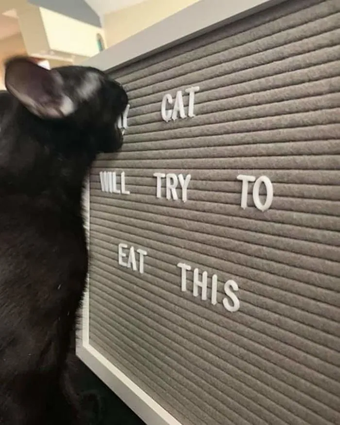 Mi gato intentará comerse esto