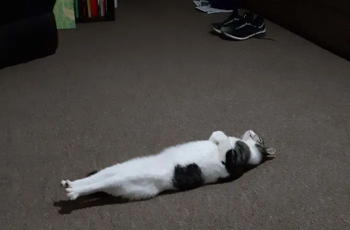 Se ha dormido así