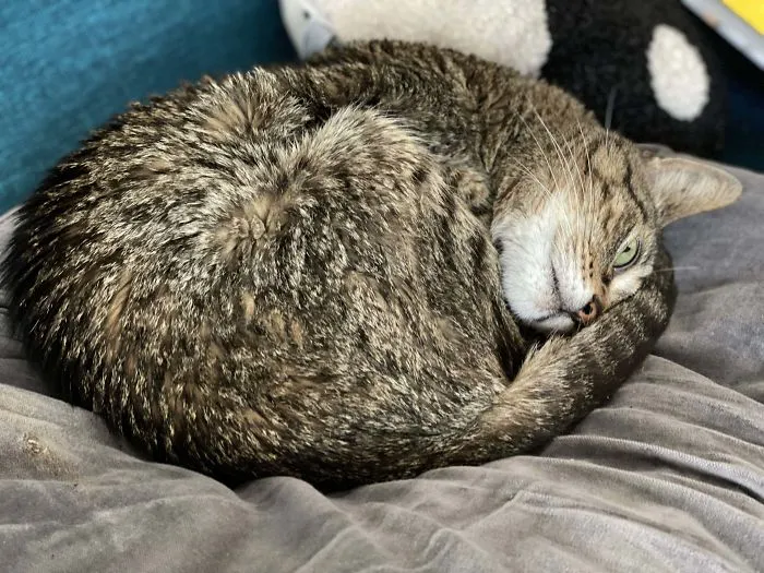 A veces mi gato se duerme con los ojos abiertos y da miedo