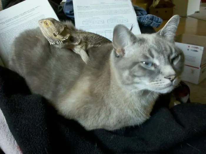Al dragón le gustan las superficies cálidas y al gato que le rasquen la espalda: problema resuelto