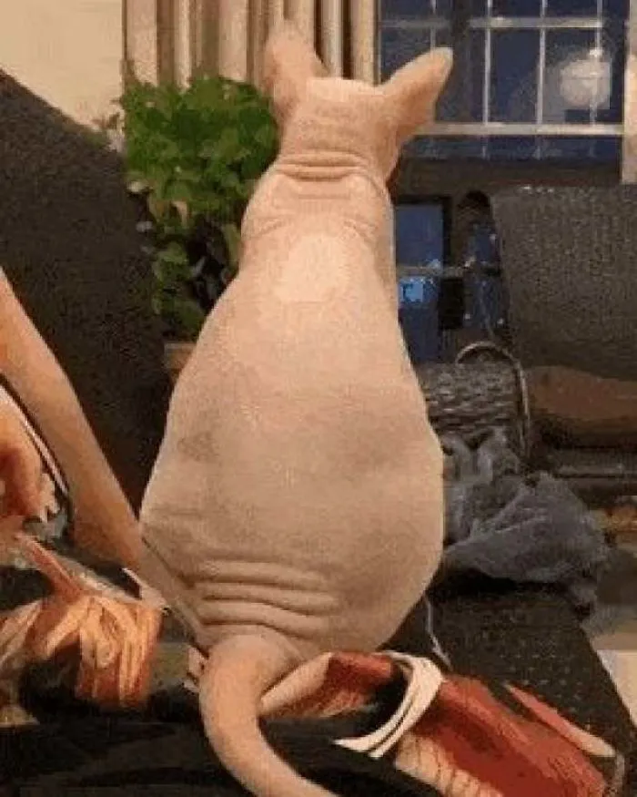 El señor Bigglesworth
