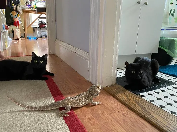 Me pidieron una foto de mis 3 gatos, no sé por qué