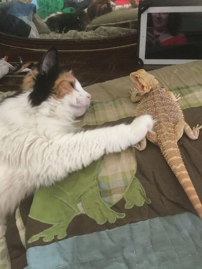 La gata siempre quiere jugar con él, pero no colabora