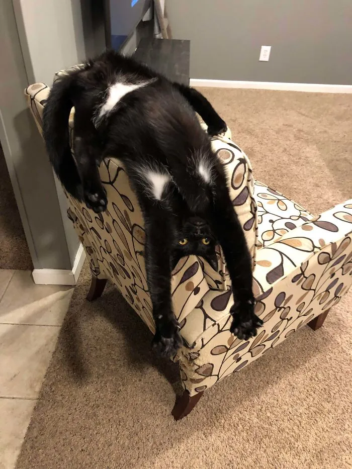 Su gato ha dejado de funcionar