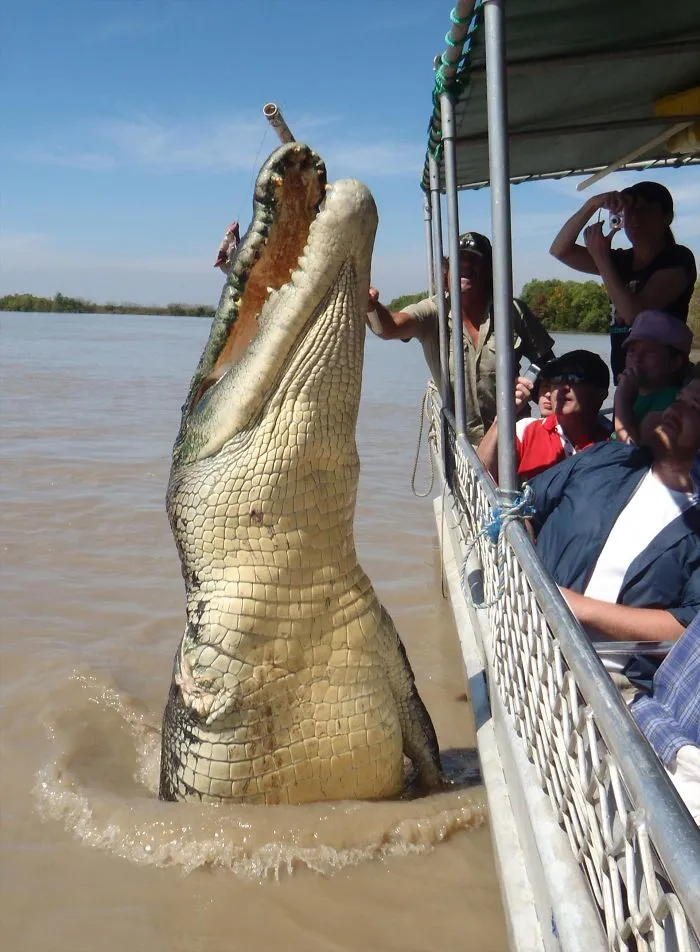 El tamaño de este cocodrilo