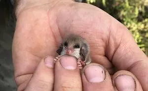 50 Of The Cutest Pics Of Very Smol Animals On Fingers