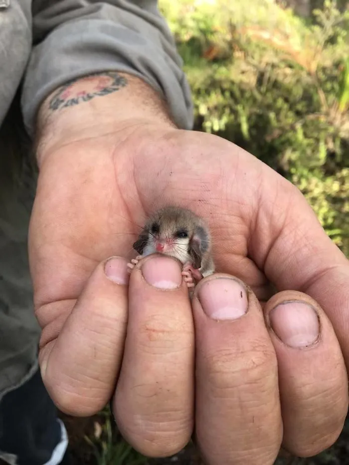 A Western (Australian) Pygmy Possum